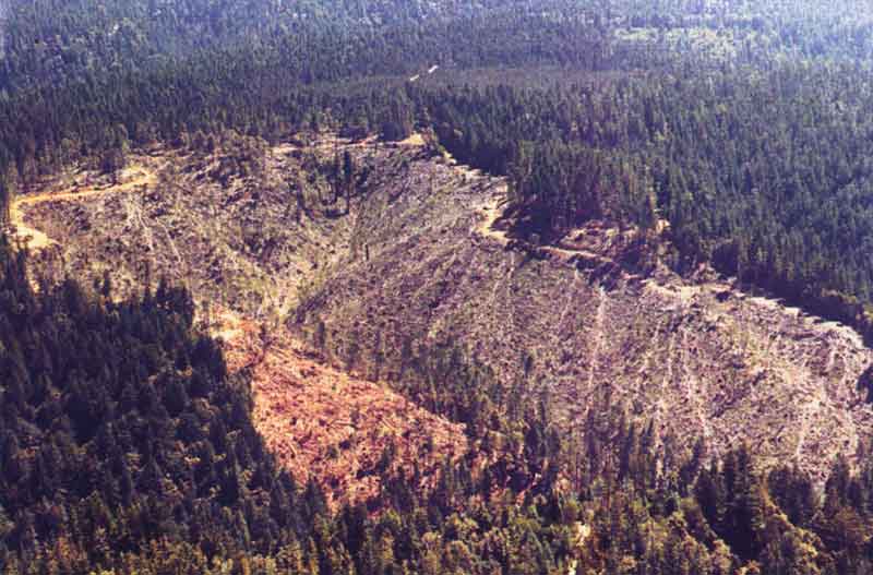 Clear cutting